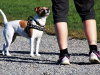 Mit Hund in der Natur – 5 Tipps für das Laufen und Wandern mit Vierbeiner